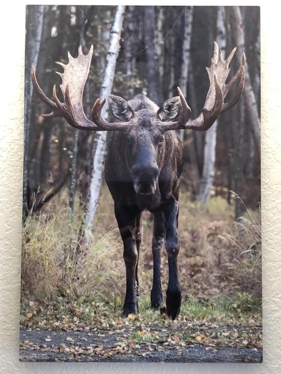 The Moose Crossing Apartman Anchorage Kültér fotó